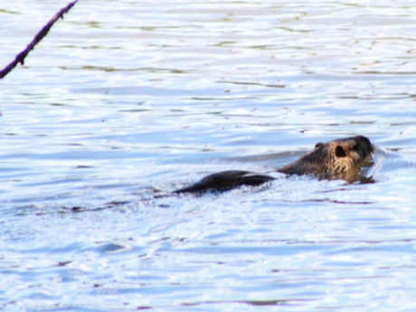 Beaver swimming through open water. (Photo credits: Sadie Preece)