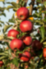 Red Macoun apples on a leafy branch.