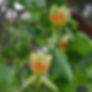 Tulip flowers on the tree.