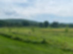 The beginning stages of growth of the trees planted for the food forest.