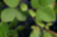Speckled alder leaves on branch.