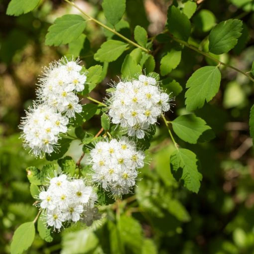 Small, white nannyberry flowers.