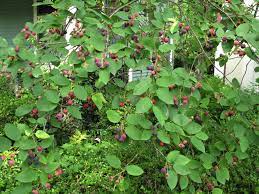 Serviceberry