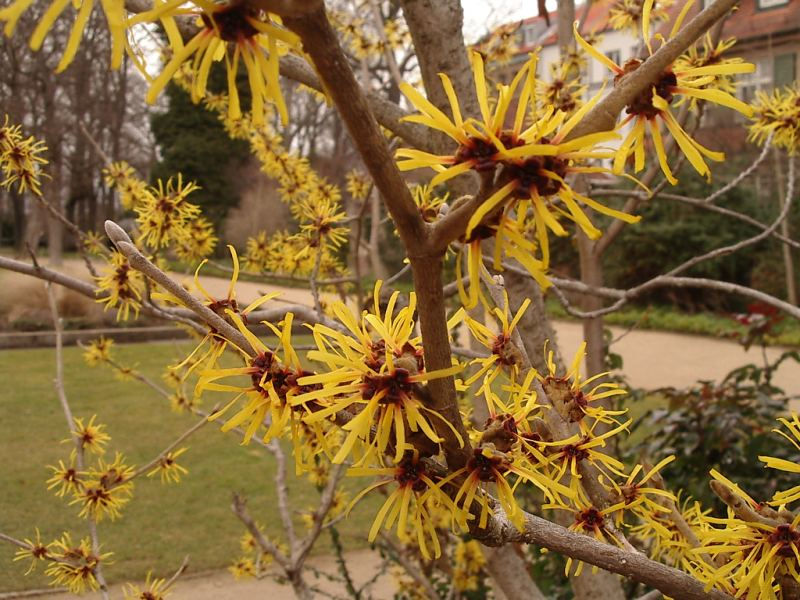 Close up of spikey yellow flowers on the witch hazel shrub.