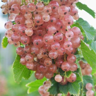 Light pink currants cluster up-close.