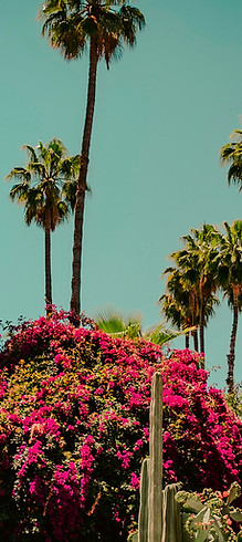 Cactus_Garden_edited.jpg