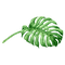 Tropical Leaves 6
