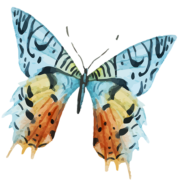 Colorful Butterfly Illustration