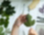 Botanical Printmaking Workshop