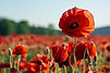 Poppy for CA Native Class-min.jpeg