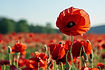Poppy for CA Native Class-min.jpeg