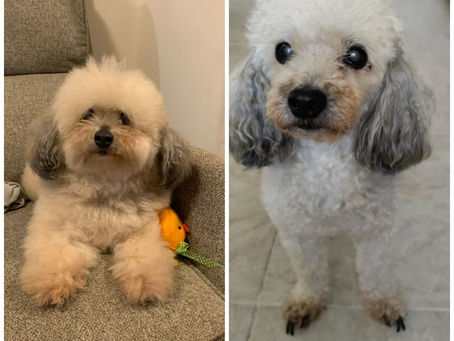 Los sanadores más compasivos, nuestros animales de compañía