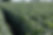 soybean crop picture.jpg