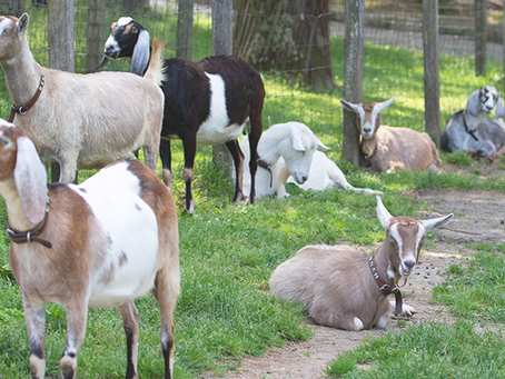Did you know: There are many benefits of having goats!