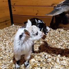 Ebony's Doeling & Buckling