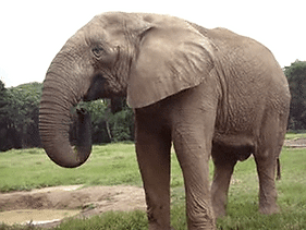 gifs-de-elefantes-0.gif