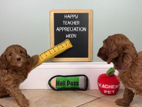 Two Puppies Teachers!