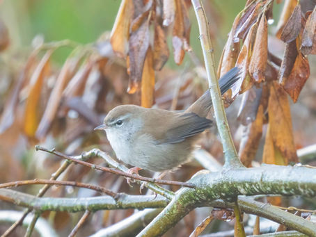 The secretive Cettis Warbler