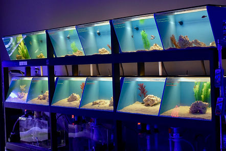 Salty Blues Fish System