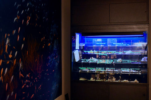 Salty Blues Invertebrate System