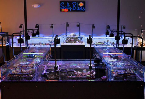 Salty Blues Coral System