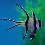 Banggai Cardinalfish
