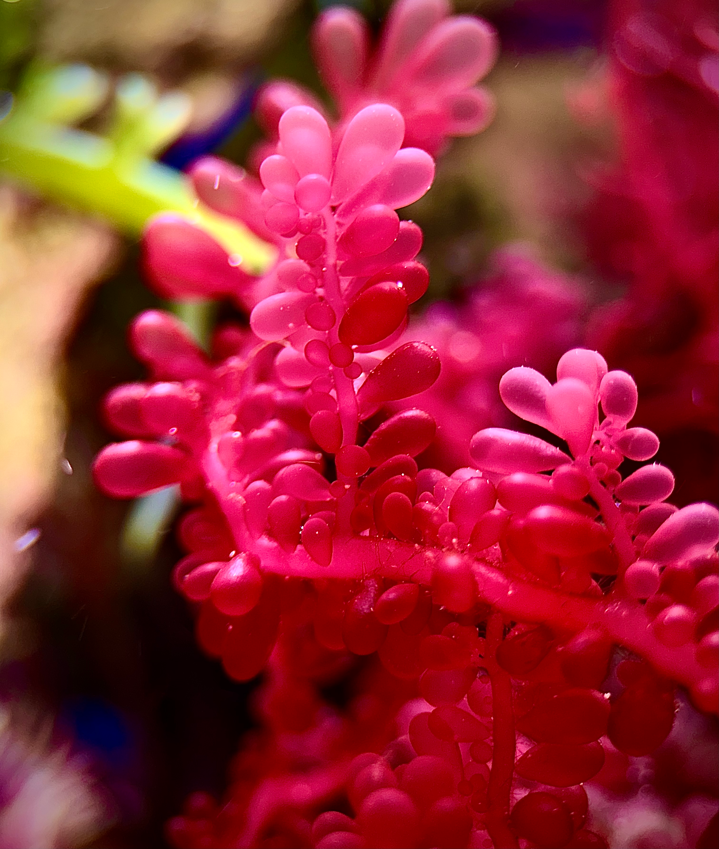 Red Grape Botryocladia Macro Algae