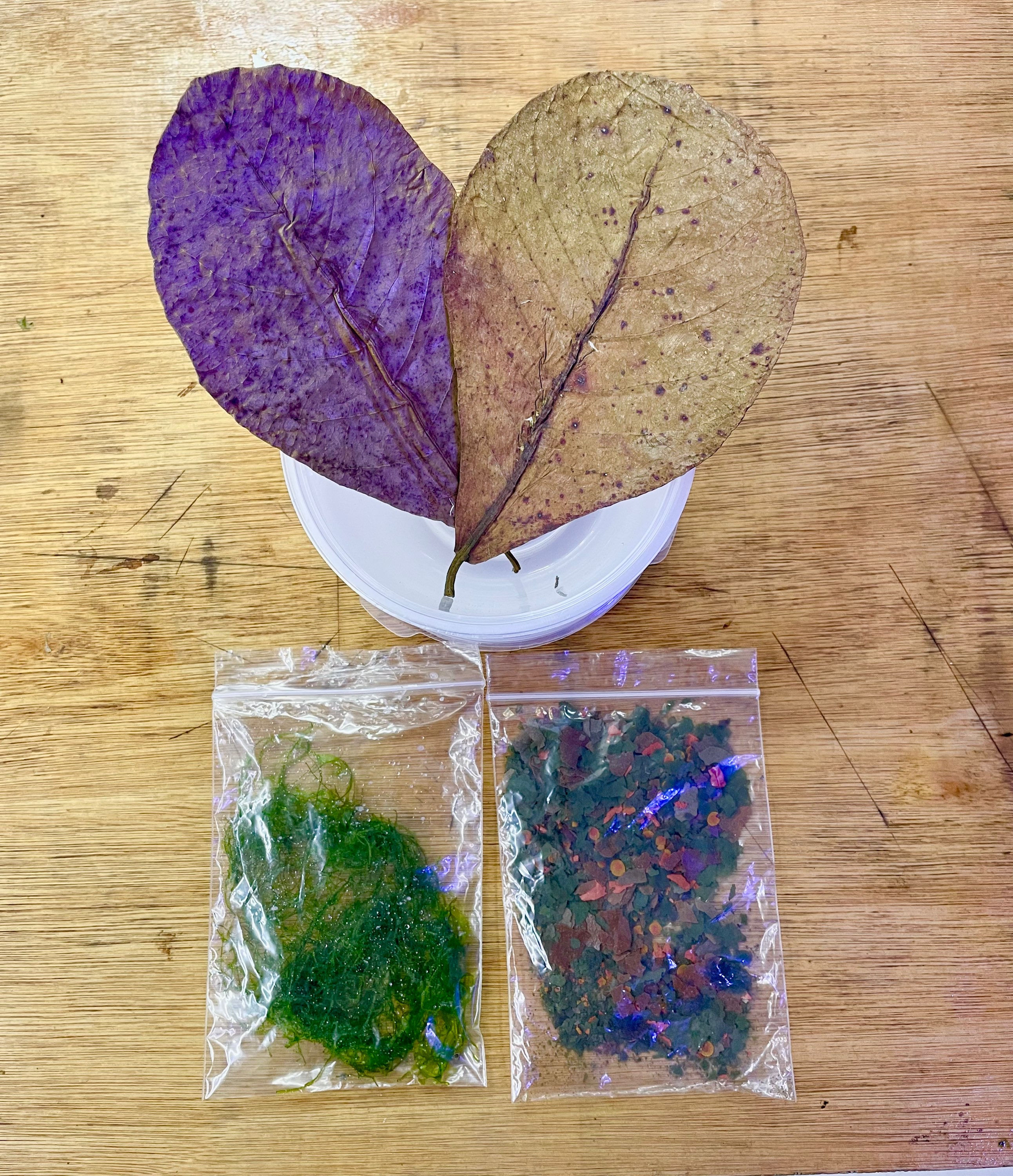 Dart frog Tadpole growing kit