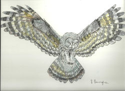 owl commission
