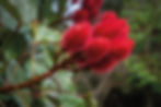 DSC00590.jpg