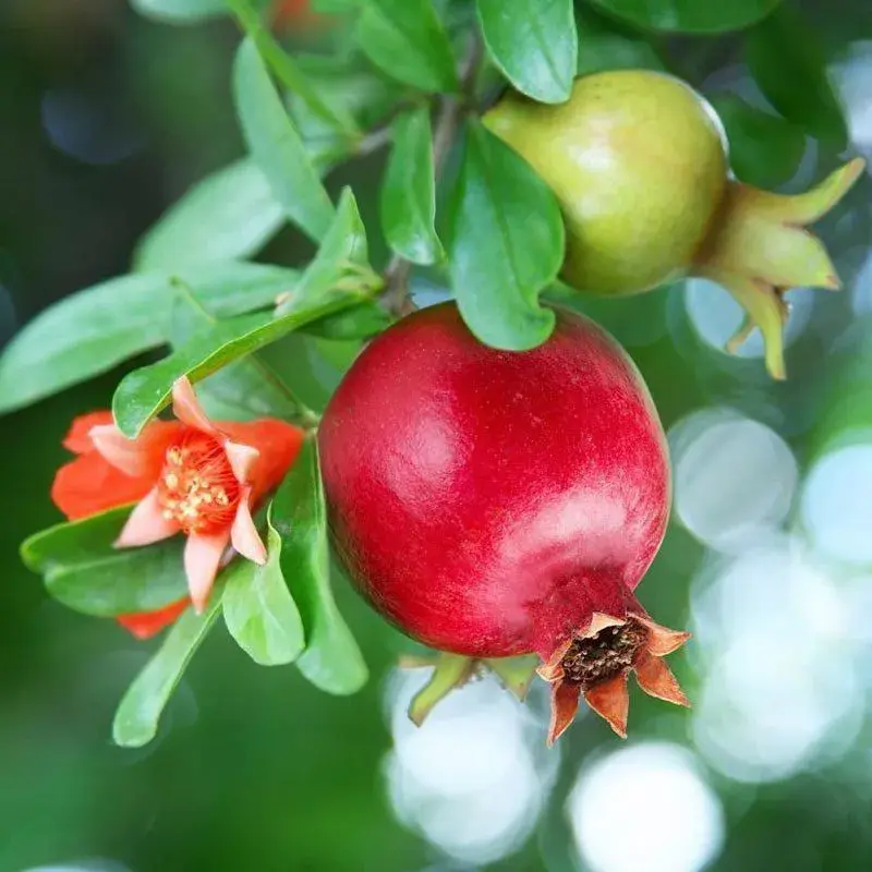 Romã - Punica granatum