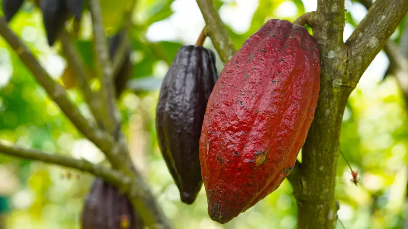 Cacau - Theobroma cacao