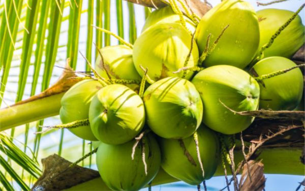 Coco (Coqueiro) - Cocos nucifera