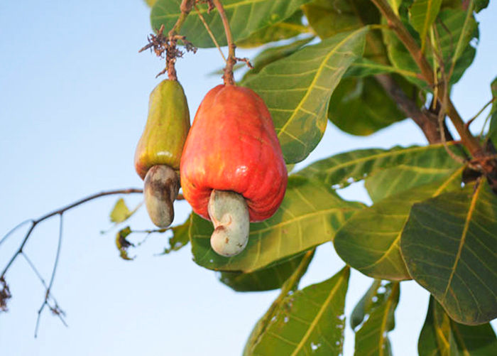 Caju - Anacardium occidentale