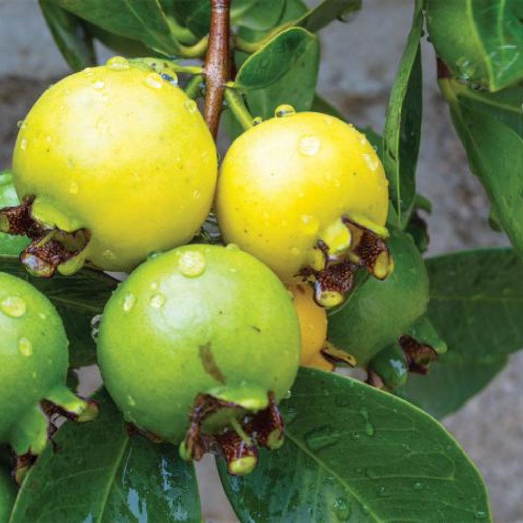 Araçá - Psidium cattleyanum