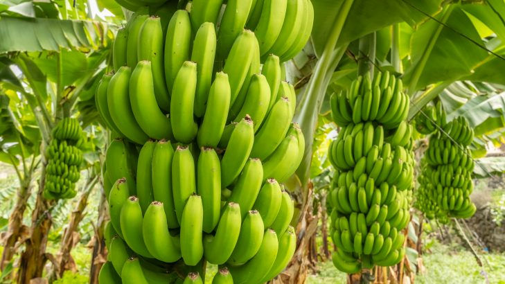 Banana Prata - Musa spp. – variedade Prata