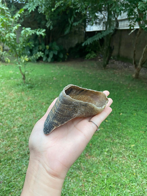 casco bovino natural com área de gramado ao fundo.