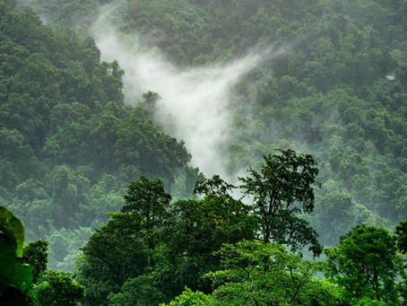 La forêt amazonienne brûle... Que puis-je faire?