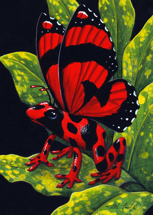 Red Poison Fairy Frog