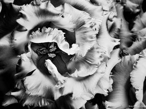 私のコンセプト、私の生き方 by Photographer MAL