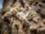 u4776659199_Close-up_of_an_oak_processionary_moth_nest_EPS_on_b9b35d9f-afd7-4da5-8077-bf85