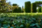 Ein Garten aus sehr tiefer Position im Gras fotografiert