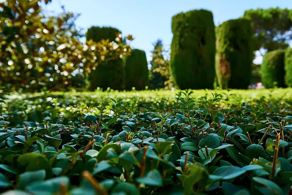 Ein Garten aus sehr tiefer Position im Gras fotografiert