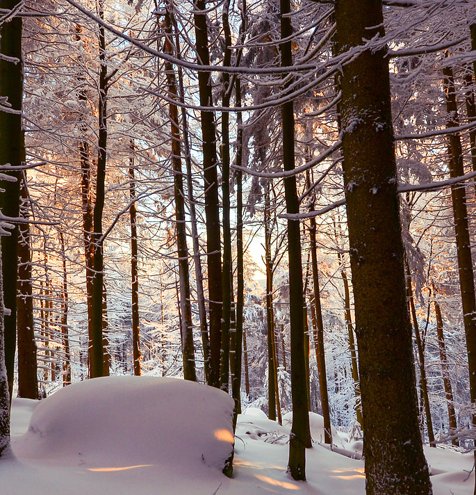 1wald0003.jpg