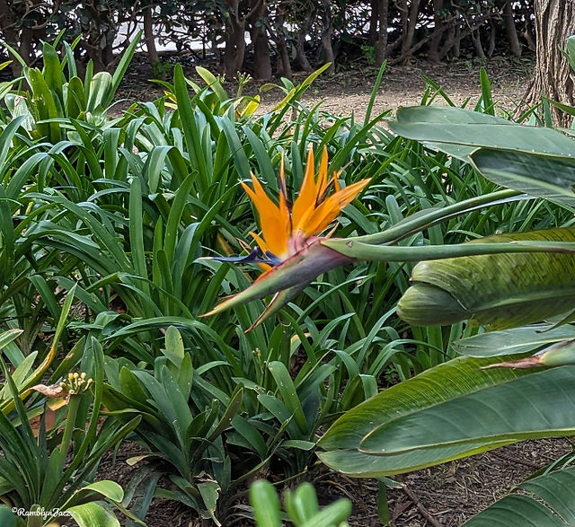 Orange bird of paradise bloom