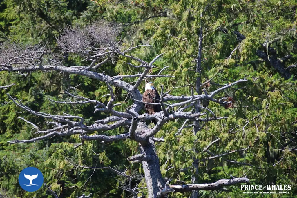Bald eagle sitting on a tree snag