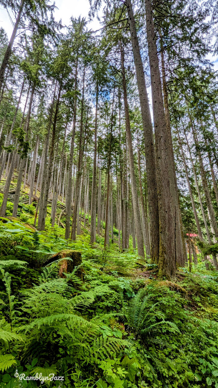 a stand of towering pine trees
