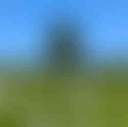 A cemetery with 12 plain white crosses inside a white pole fence