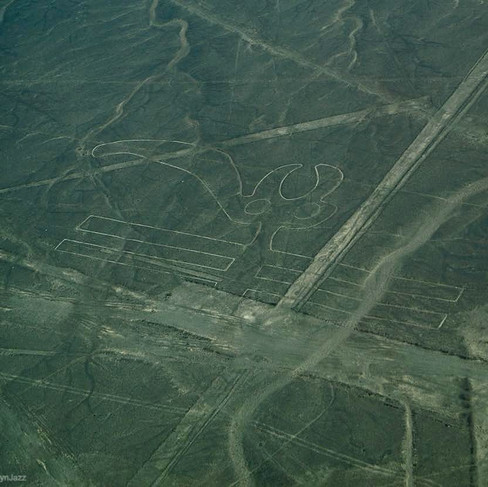 a petroglyph of a parrot