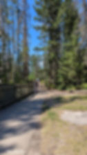 a flat gravel path between towering trees